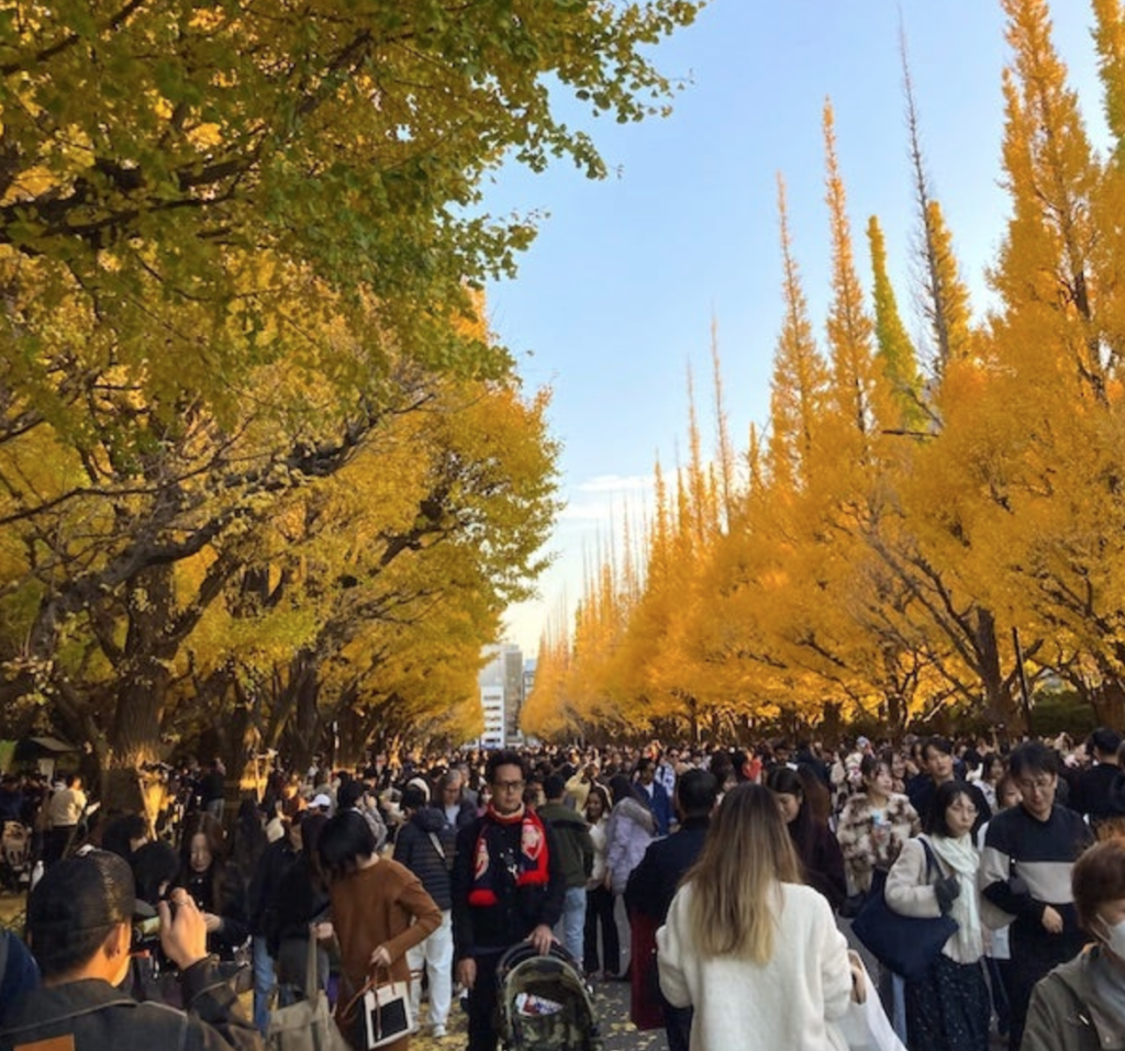Evening Momiji at the Ginkgo @ Meiji Jingu Gaien/Tokyo